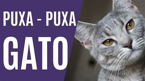 gato puxa o quê no jogo de bicho - gato puxa qual bicho